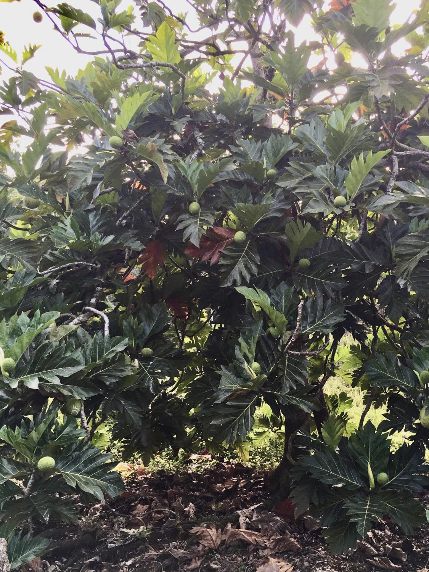 The Red Cottage And Hawaiian Pond Garden Paradise! Keaau Exterior photo