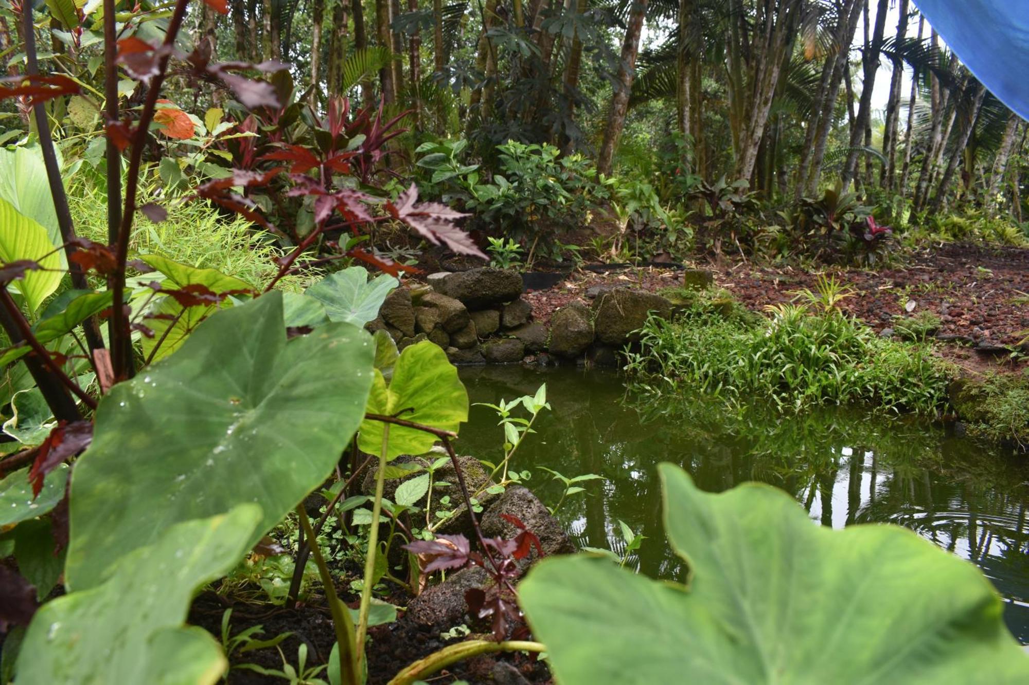 The Red Cottage And Hawaiian Pond Garden Paradise! Keaau Exterior photo